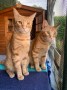 Tom und Jerry6